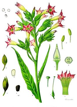 Nicotiana_tabacum_-_K-hler-s_Medizinal-Pflanzen-098